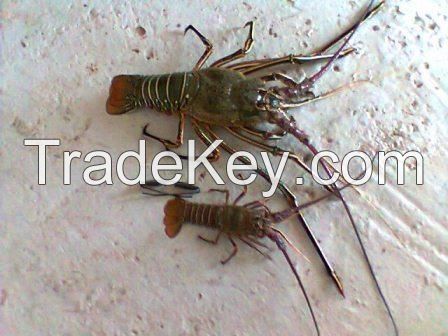 Live Tropical Spiny Lobsters