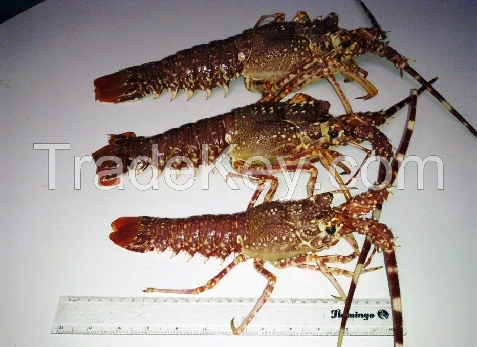 Live Tropical Spiny Lobsters