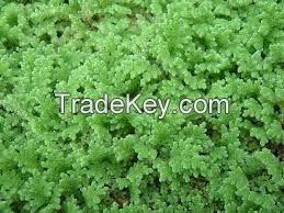 AZOLLA