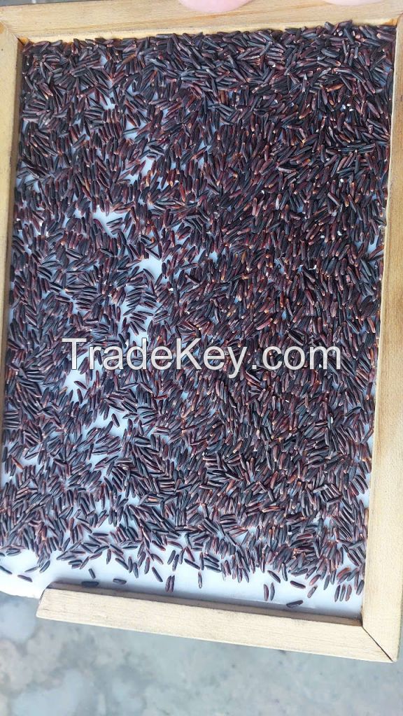 Purple Brown Rice