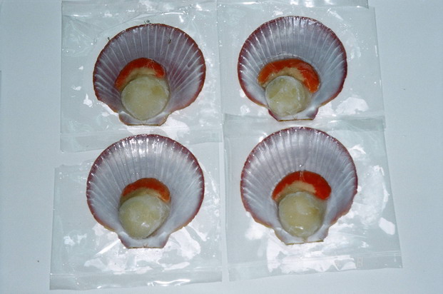 Sea Scallop