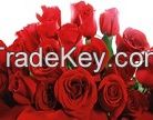 Fresh Red Roses