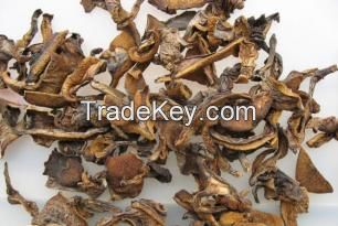 Dried Suillus Granulatus Strips