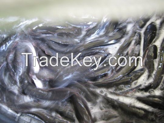 Frozen Mackerel Fish