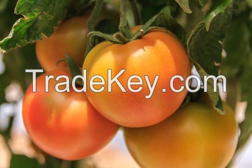 Fresh Tomatoes