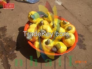 cashew nuts 