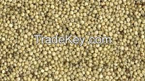 Sorghum