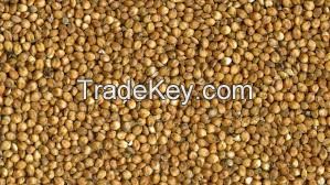 Sorghum