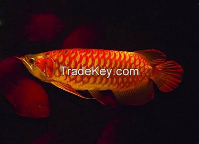 Arowana Fish