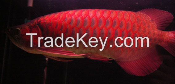 Arowana Fish