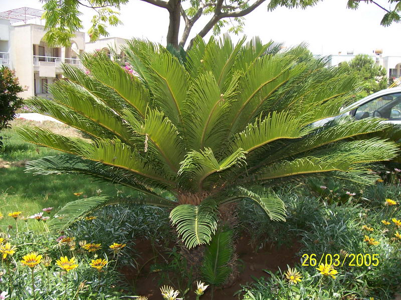 cycas