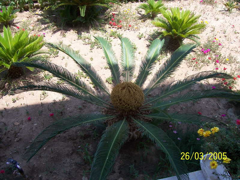 cycas