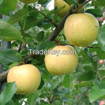 Fresh apples(Sun Fuji,Bag Fuji,Orin,Sekaiichi,Toki)