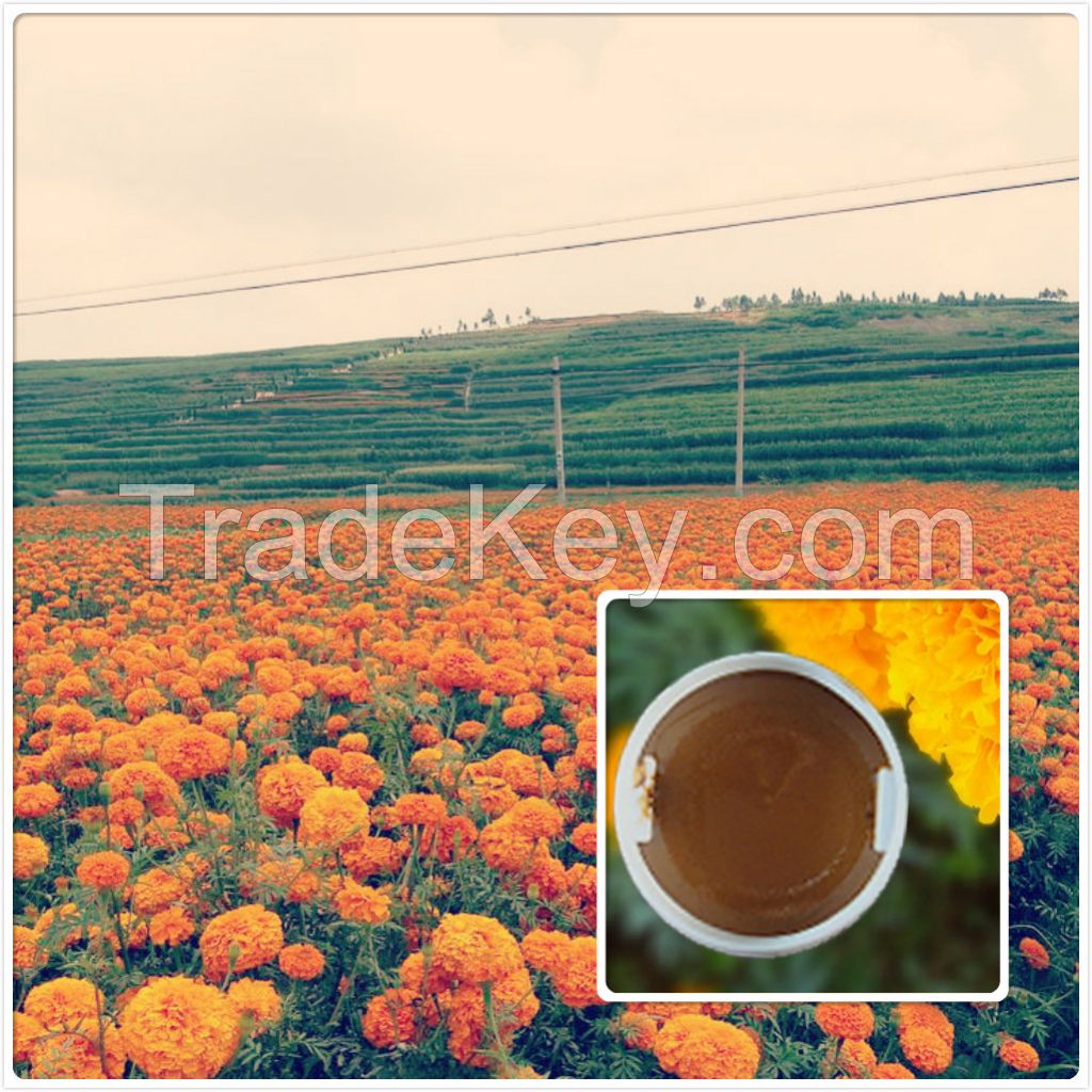 All kinds natural marigold extract /marigold powder 