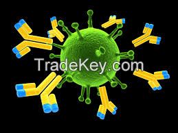 ELISA KIT, ANTIBODY