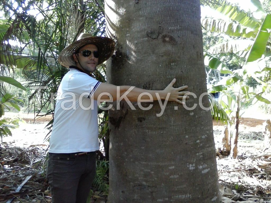 Khaya Ivorensis - African Mahogany