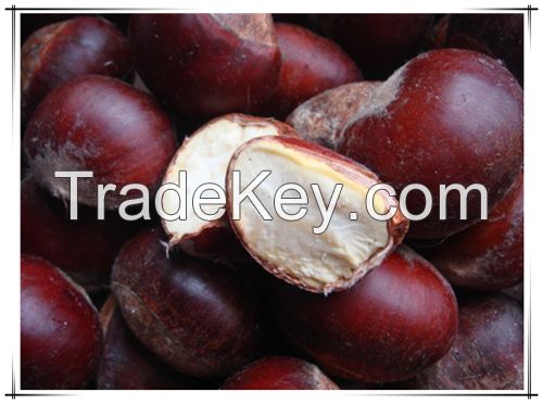 Fresh Organic Chinese chestnuts for Sale