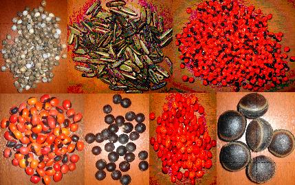 Natural Seeds Beads