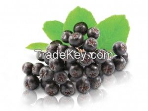 Chokeberry