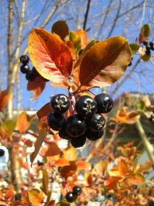 Aronia Melanocarpa