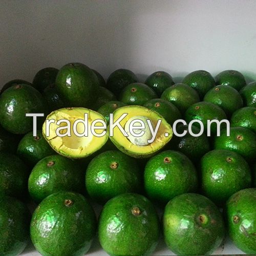 Avocado fruits