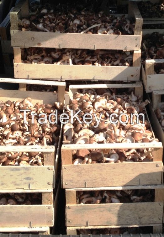 Organic Fresh Shiitake