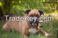 Red Deer Antler Dog Chews