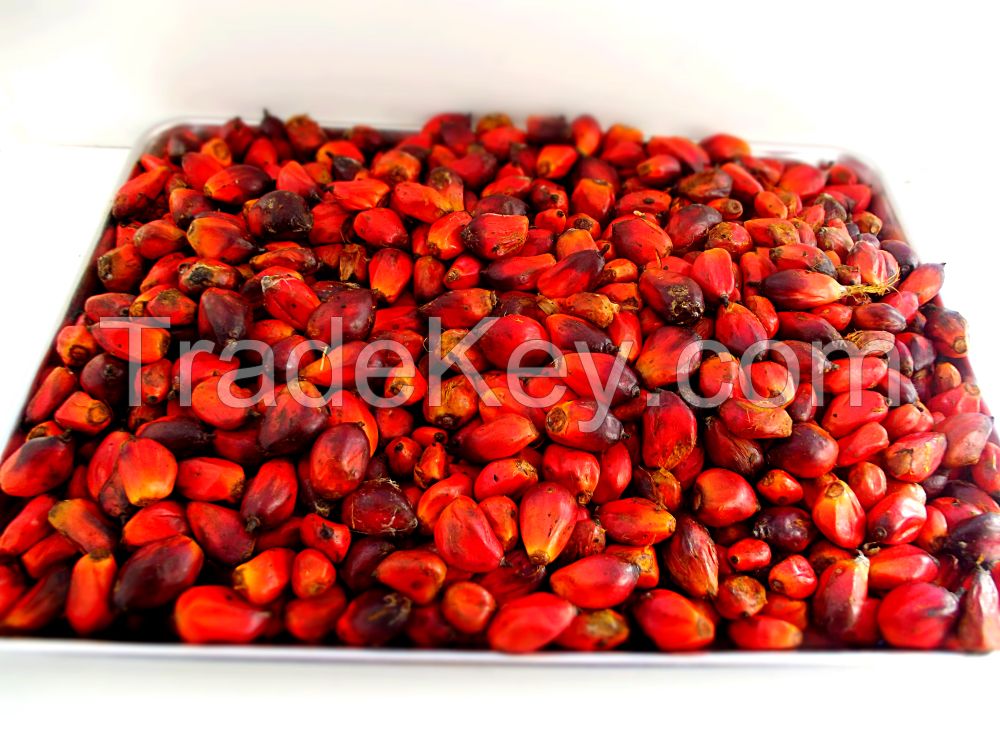 Palm Kernel