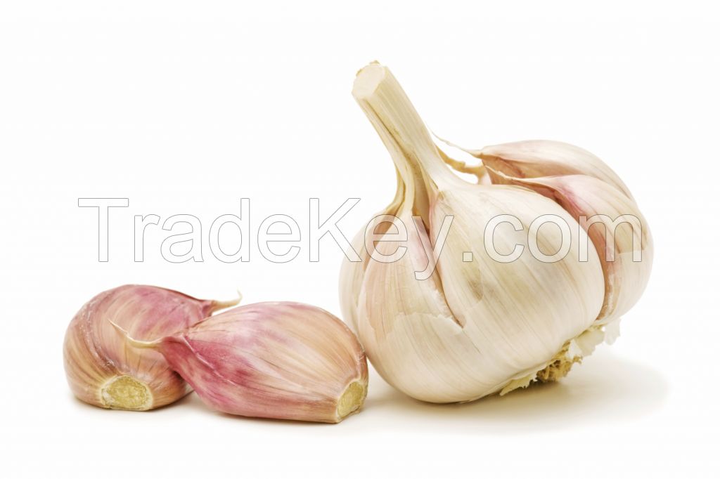 Garlic