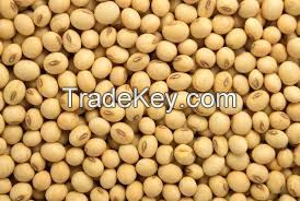 Soy Beans