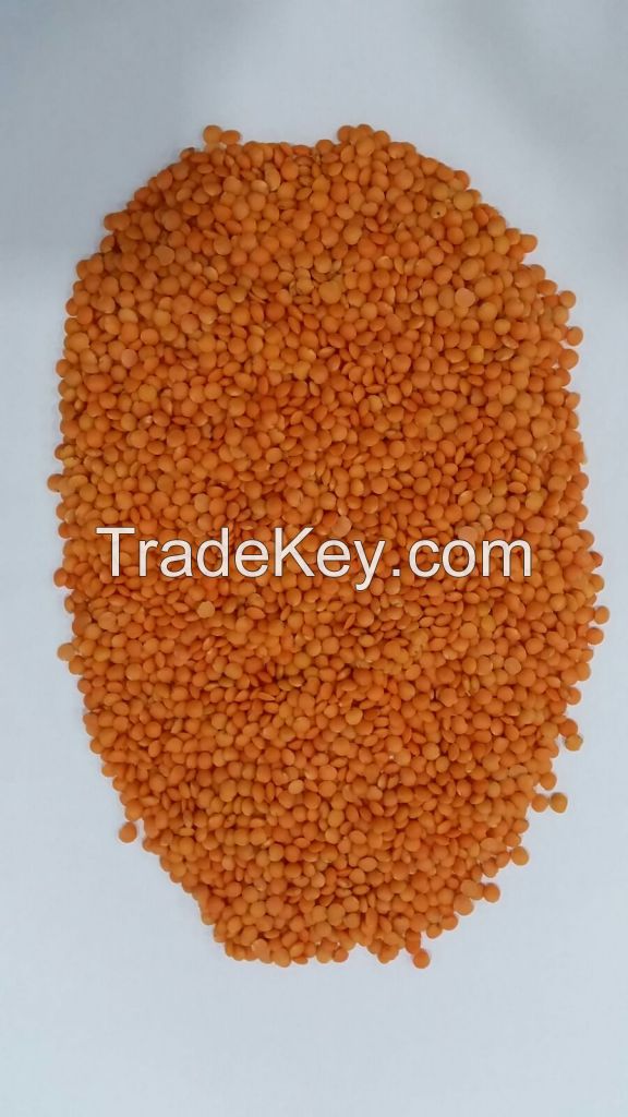 RED WHOLE LENTIL