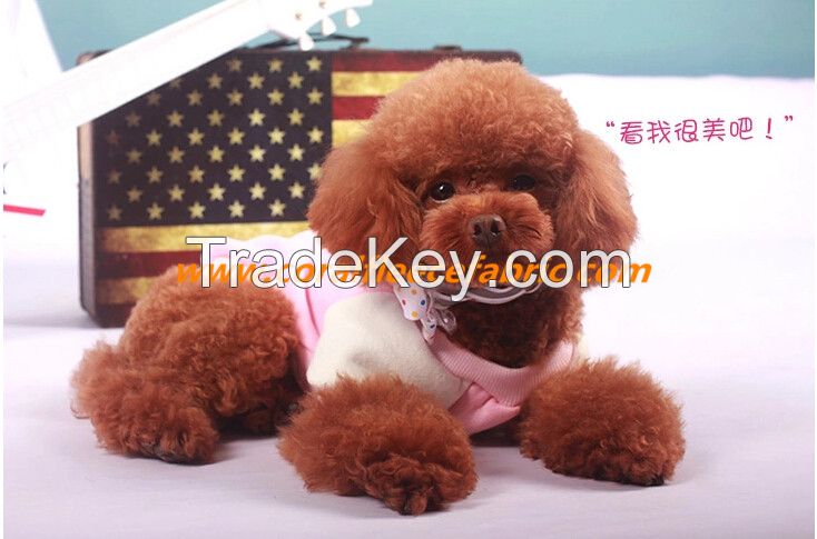 Casual Cotton Pet apparel for teddy and small dog