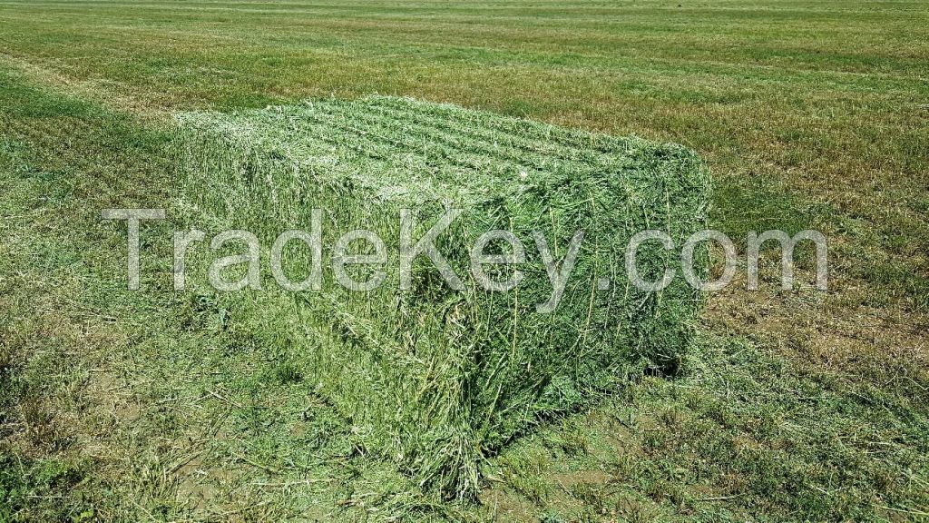 Alfalfa Hay