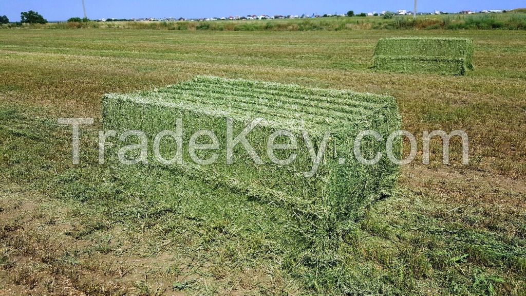 Alfalfa Hay