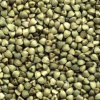 Buckwheat Kernel