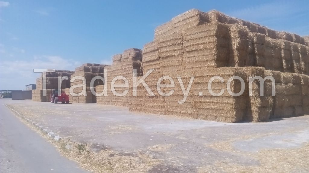 QULITY WHEAT STRAW /BALE /HAY