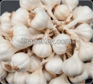 fresh gralic price normal white garlic  in 2018( Ms Anna +84988332914-whatsapp)