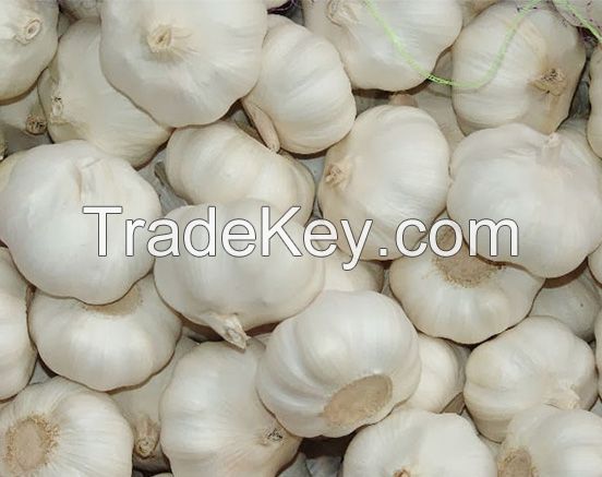 fresh gralic price normal white garlic  in 2018( Ms Anna +84988332914-whatsapp)