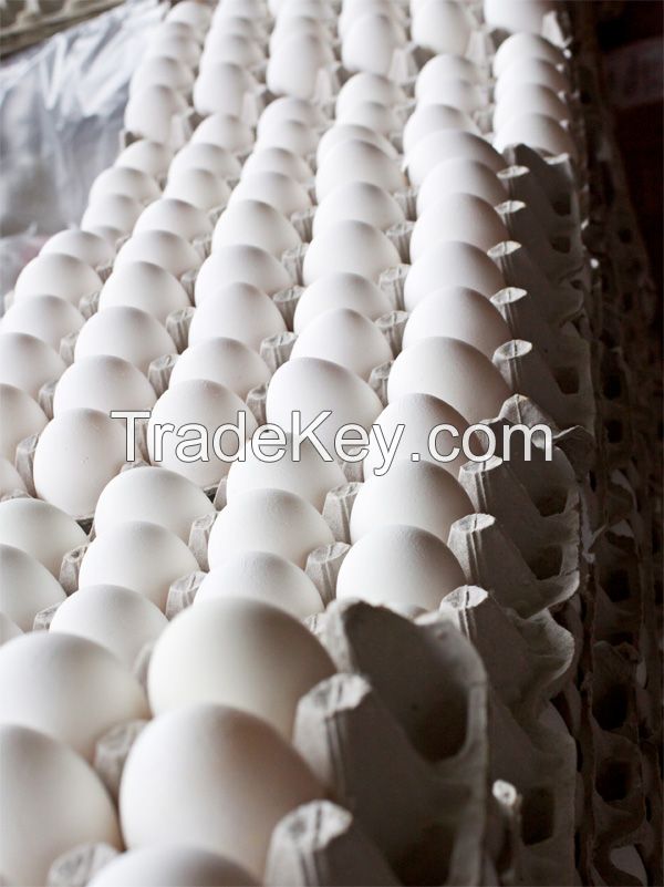 Fresh Eggs