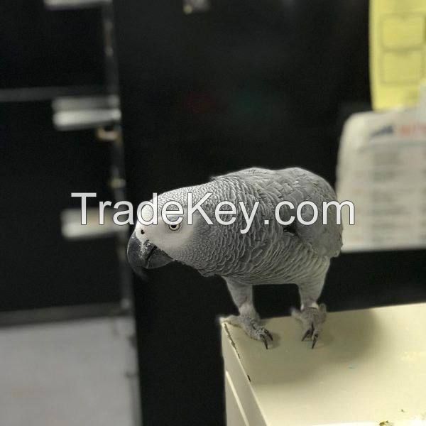 African Grey Parrots