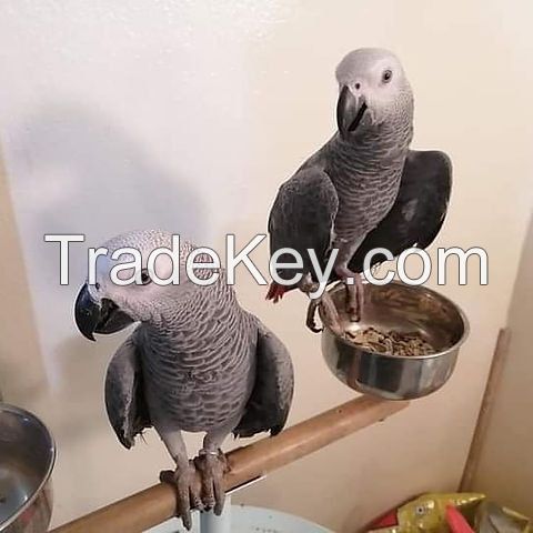 African Grey Parrots