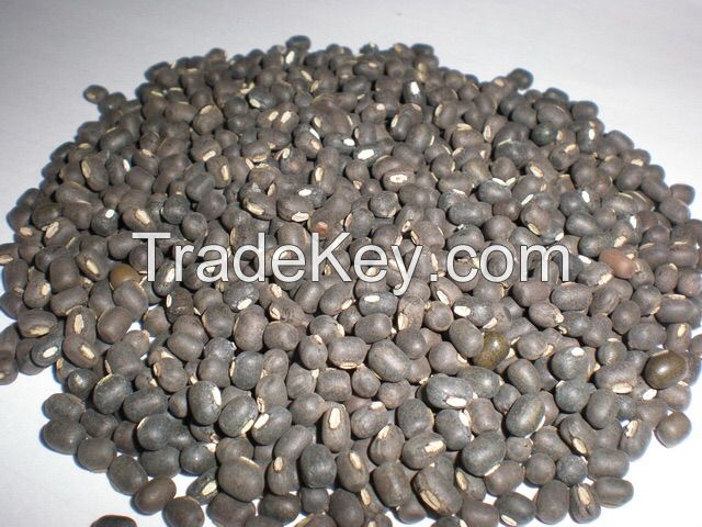 Black Matpe Beans (Thailand)