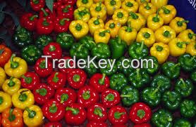 Color Fresh Capsicum