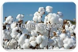 COTTON