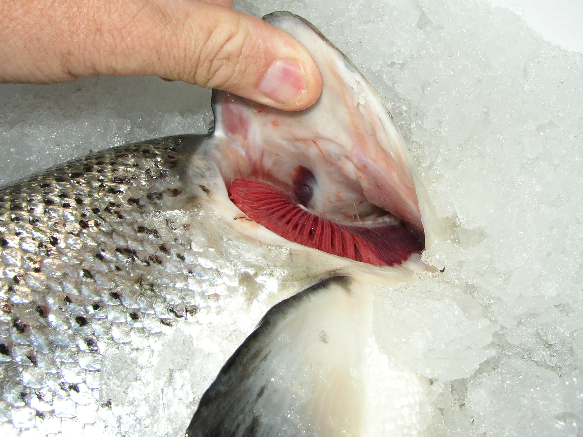 Atlantic fresh salmon, sashimi quality