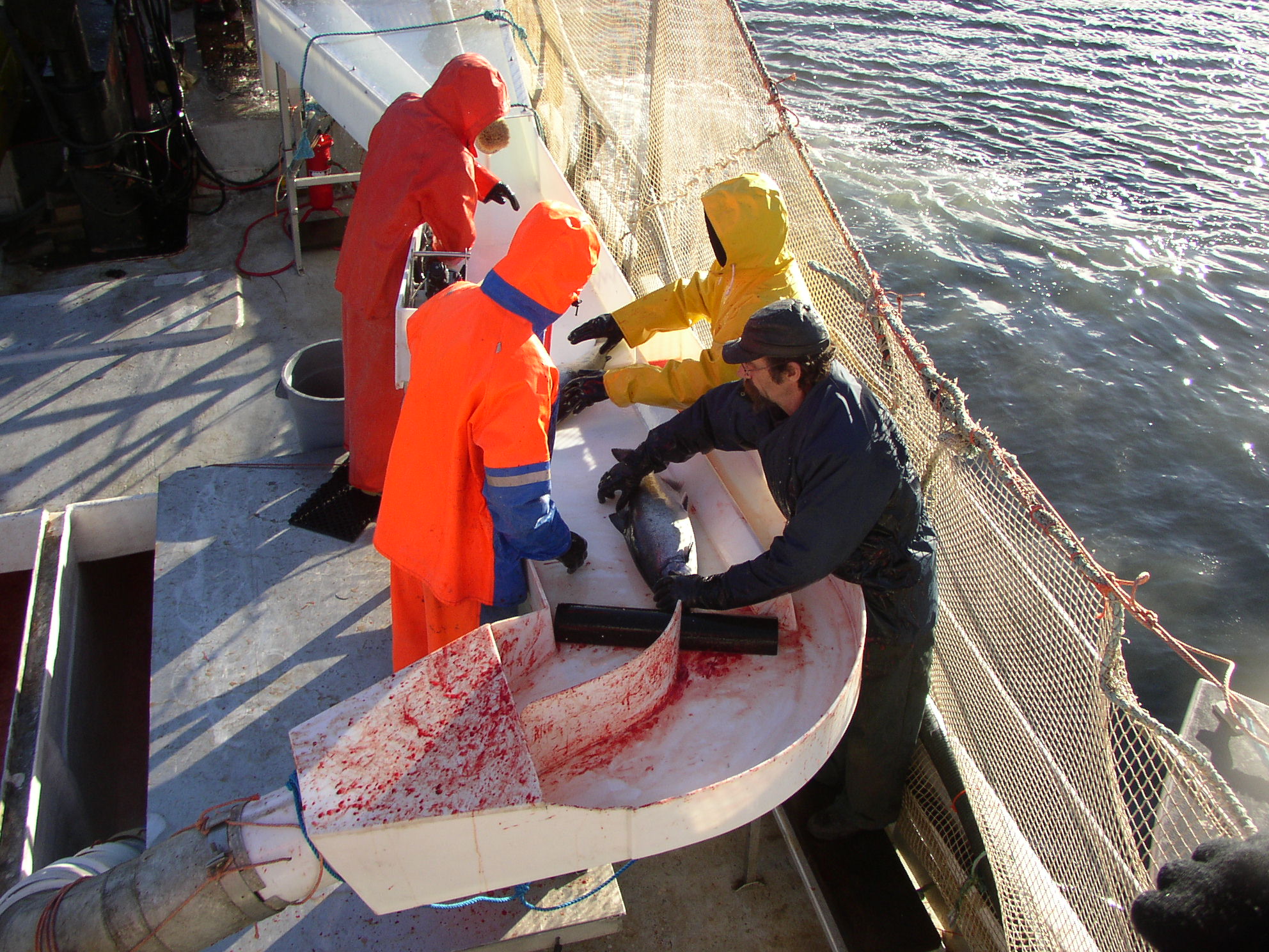 Atlantic fresh salmon, sashimi quality