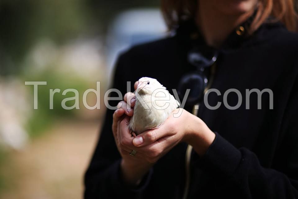 quail eggs