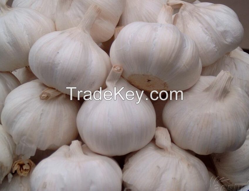 Fresh garlic