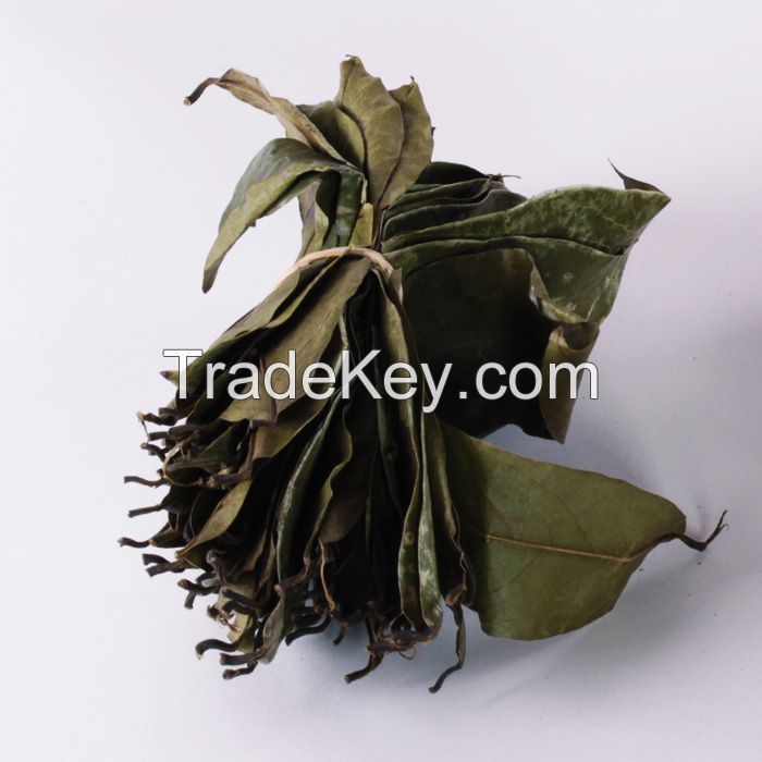 Dried Soursop ( Graviola / Guanabana ) Leaves  SOURSOPLEAVES-GO.COM