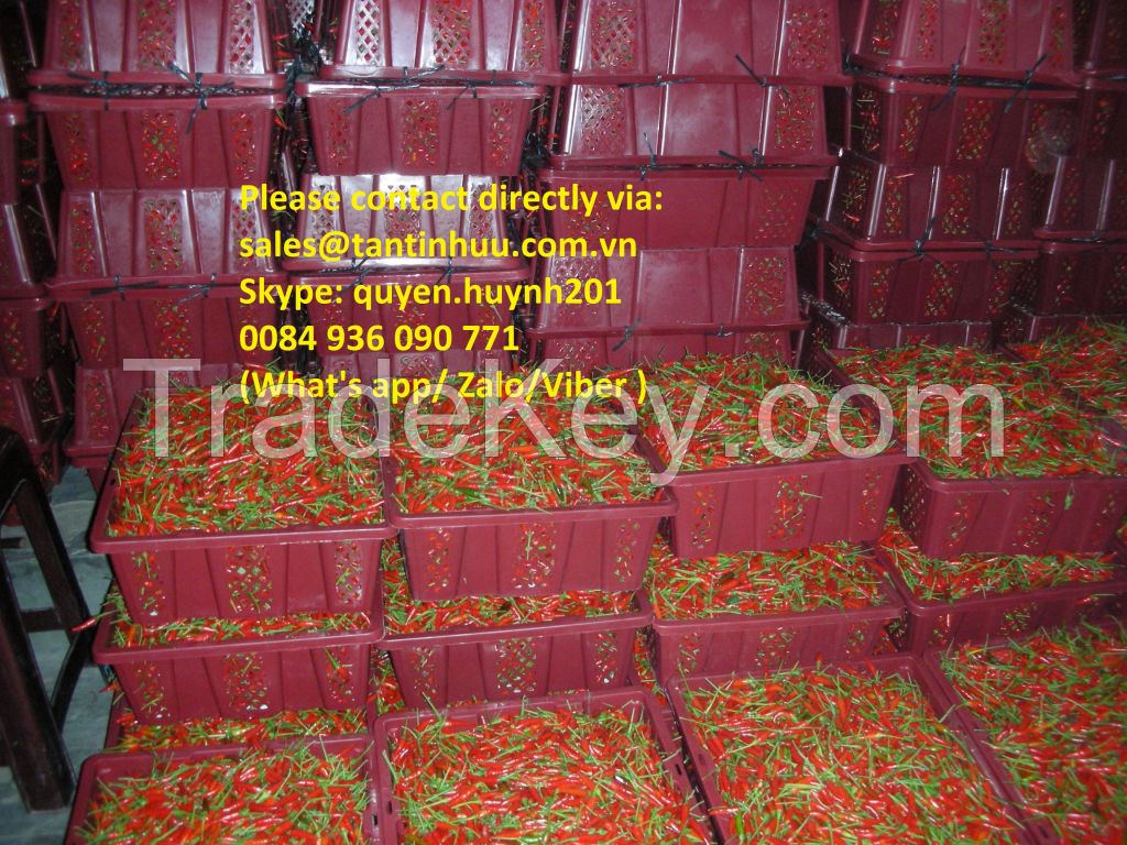 Fresh chilli from Viet Nam with best price and high quality. 